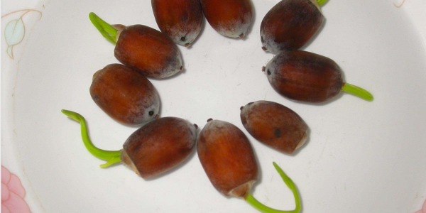 蓮藕是種植種子還是藕,蓮藕種子怎么種植方法