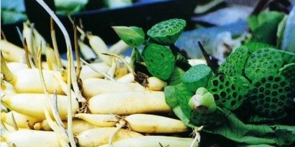 蓮藕是種植種子還是藕,蓮藕種子怎么種植方法