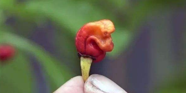 世界上最辣的辣椒在哪里是什么，世界上辣椒最辣第一名