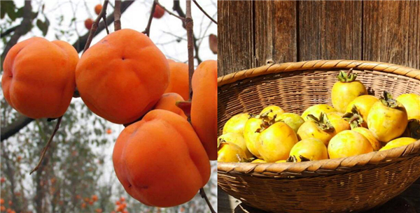 紅柿子和黃柿子哪個(gè)營(yíng)養(yǎng)高,紅柿子和黃柿子的營(yíng)養(yǎng)價(jià)值一樣嗎