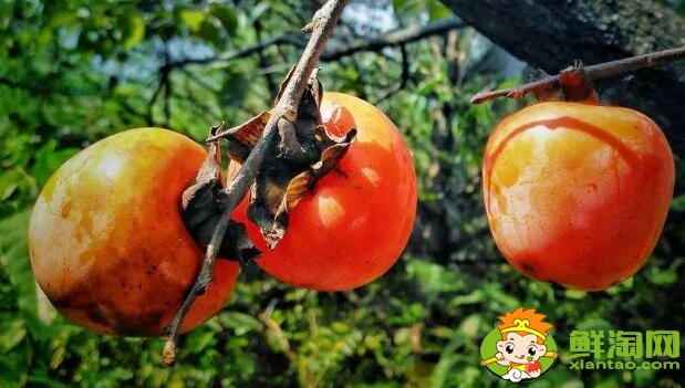 黃柿子和紅柿子有什么區別，南紅柿子黃與柿子紅的區別