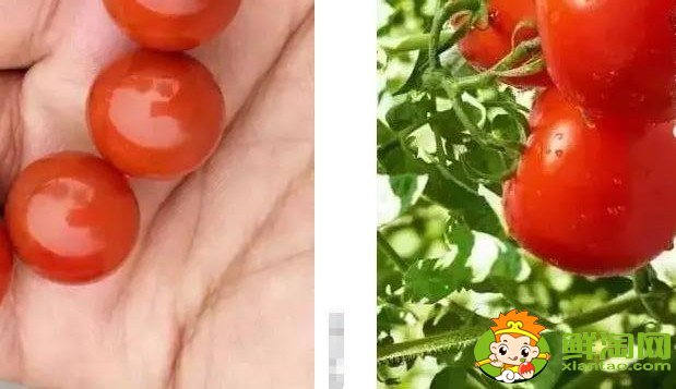 黃柿子和紅柿子有什么區別，南紅柿子黃與柿子紅的區別