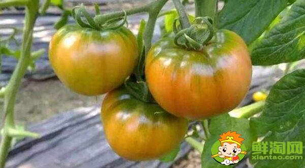 鐵皮柿子和西紅柿有什么區別，鐵皮柿子沒熟為什么也好吃