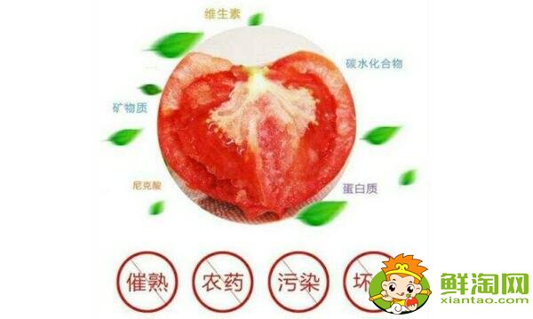 鐵皮柿子和西紅柿有什么區別，鐵皮柿子沒熟為什么也好吃