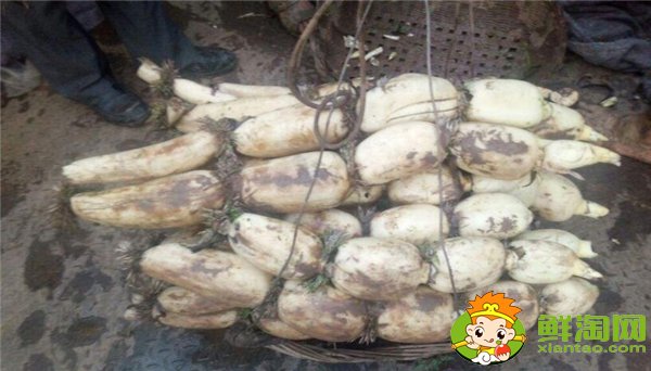 什么蓮藕品種產量最高，當前什么蓮藕品種產量大