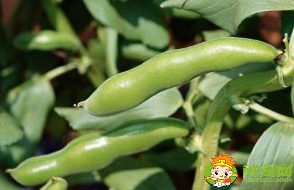 蠶豆和毛豆是一樣的嗎，毛豆與蠶豆的區(qū)別