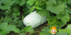 冬瓜什么季節(jié)吃，冬瓜什么時(shí)候采摘