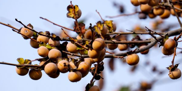 小柿子的產(chǎn)地有哪幾個(gè)地方,什么產(chǎn)地的小柿子好吃