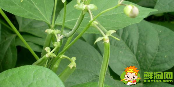 四季豆是什么季節(jié)的菜,四季豆是什么時(shí)候上市
