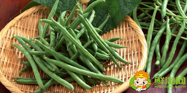 四季豆是什么季節(jié)的菜，四季豆是什么時(shí)候上市