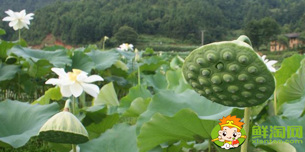 哪里產蓮蓬，蓮蓬什么產地的好吃