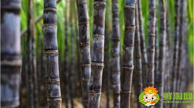 甘蔗最早什么時(shí)候成熟，甘蔗幾月份最好吃