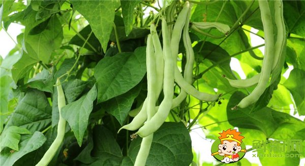 四季豆是什么時(shí)候種的,四季豆什么時(shí)候種最好