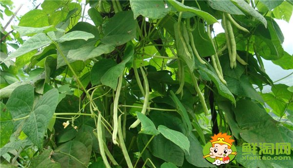 四季豆是什么時(shí)候種的，四季豆什么時(shí)候種最好