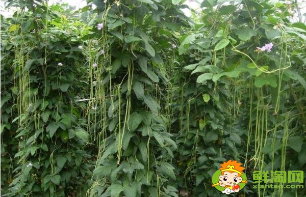 豆角為什么會回奶，減肥為什么不能吃豆角