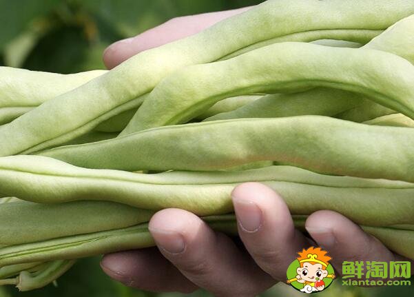 各種豆角圖片和名稱，適合北方種的各種豆角圖片