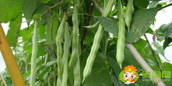 四季豆和豆角的區別，四季豆怎樣長期保存
