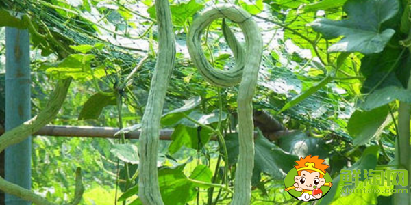 蛇形豆角是什么樣子的，蛇形豆角的種法