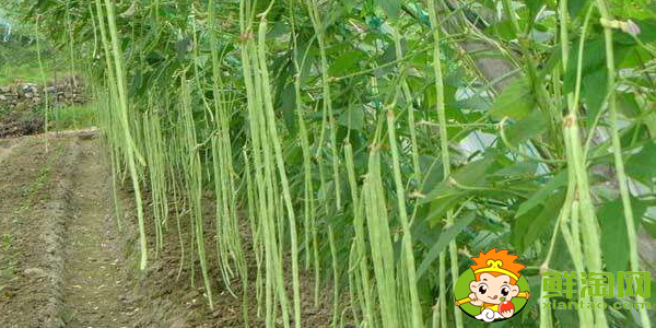 豆角是什么樣子的，豆角開的花是什么樣子的