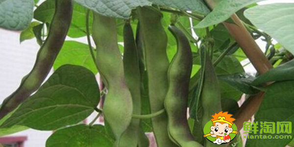 油豆角怎么挑選,油豆角怎么處理
