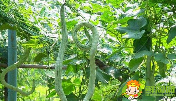 四季豆和蛇豆一樣嗎,蛇豆和四季豆的區別