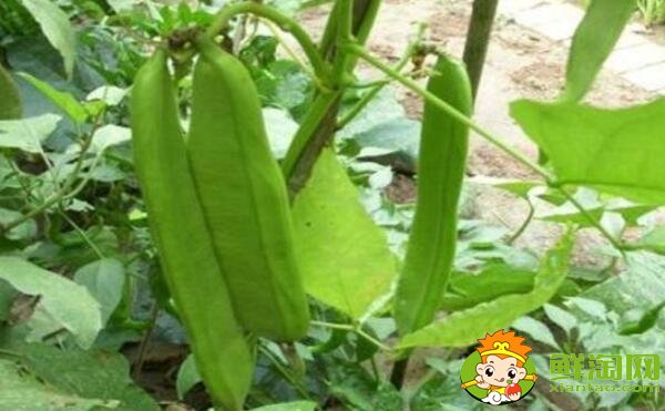 四季豆和蛇豆一樣嗎,蛇豆和四季豆的區別