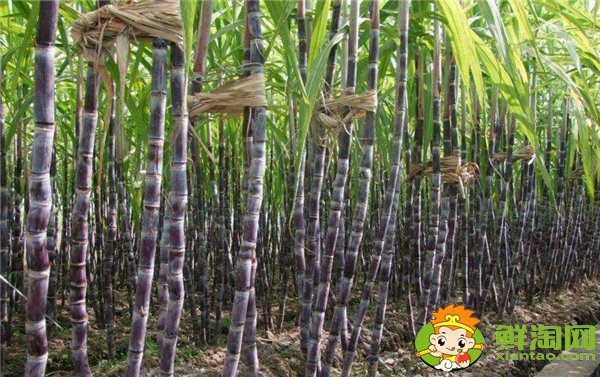 安徽適合種植甘蔗嗎,安徽甘蔗什么時(shí)候成熟