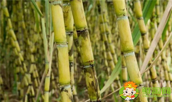安徽適合種植甘蔗嗎，安徽甘蔗什么時(shí)候成熟