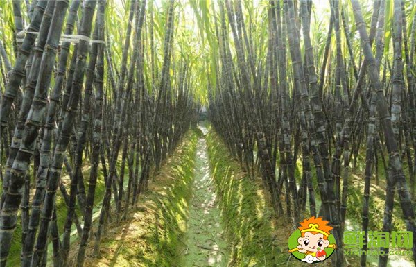 安徽適合種植甘蔗嗎,安徽甘蔗什么時(shí)候成熟