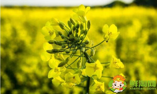油菜花開(kāi)花的部位是在哪里，油菜花和菜籽花一樣嗎