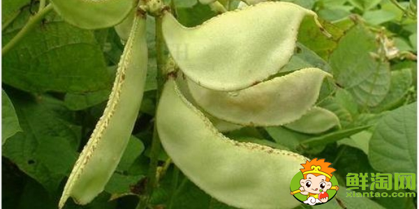 扁豆都有哪幾種，白扁豆是梅豆嗎
