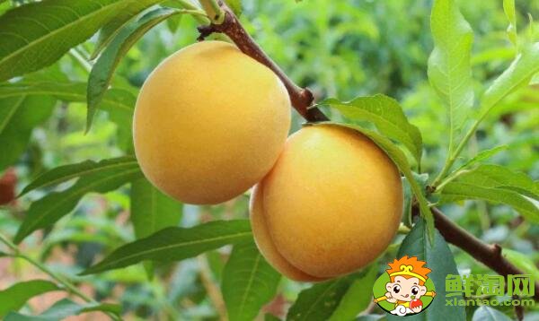 杏子是銀杏果實(shí)嗎，外形像杏子一樣的果實(shí)