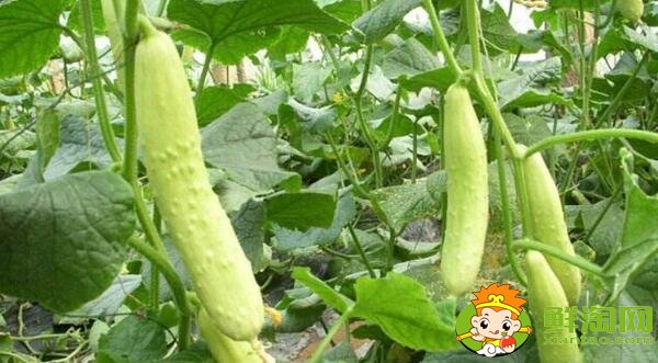 耐熱黃瓜品種有哪些，耐熱黃瓜最好的新品種