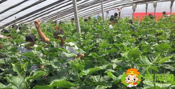 耐熱黃瓜品種有哪些，耐熱黃瓜最好的新品種