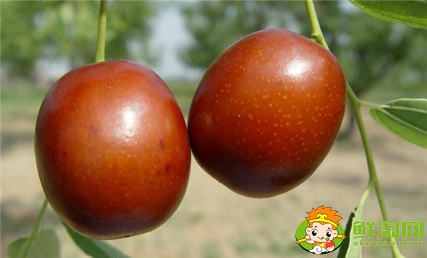 金絲小棗和灰棗哪個好，金絲小棗是哪里的特產(chǎn)