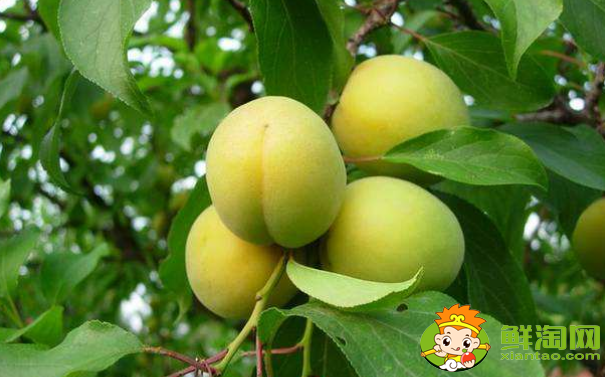 杏子有點(diǎn)酸可以怎么做，沒熟的杏子可以怎么用