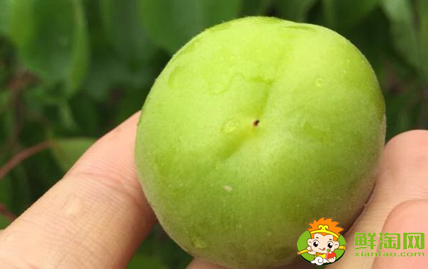 杏子有點(diǎn)酸可以怎么做，沒熟的杏子可以怎么用