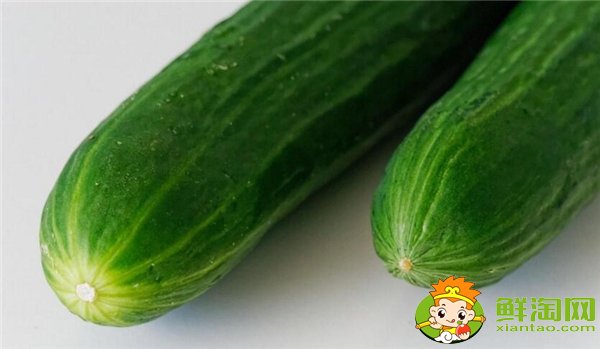 哪里種黃瓜的最多，種黃瓜每年要換地嗎