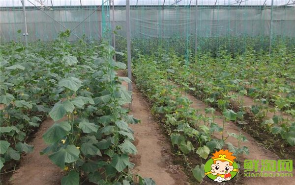 哪里種黃瓜的最多，種黃瓜每年要換地嗎