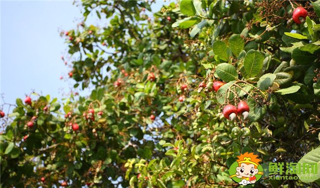 腰果是什么植物的果實，腰果樹長什么樣