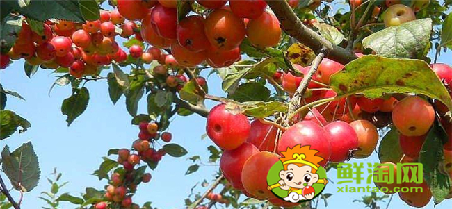 北美海棠果實(shí)可以食用嗎，北美海棠的果實(shí)有多大