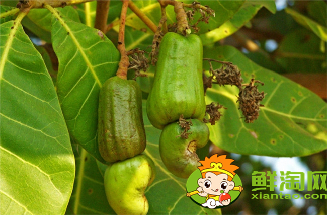 腰果什么時候成熟上市，腰果價格多少錢一斤