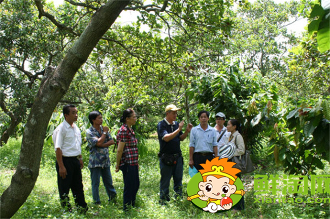 越南腰果產地在哪里，腰果主要產地在越南那里
