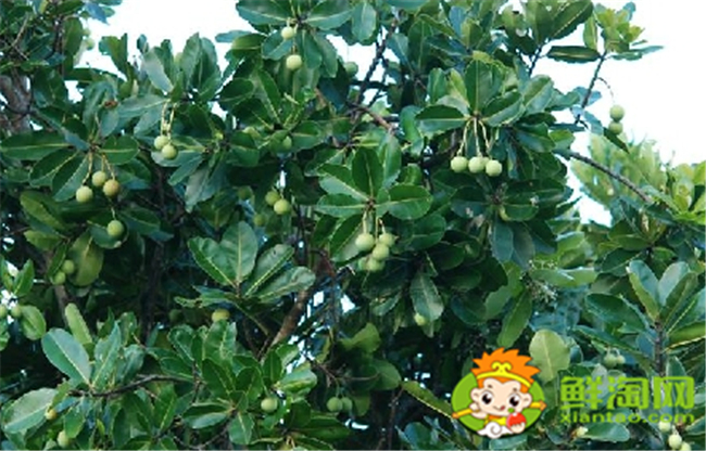 絢麗海棠果實什么顏色，絢麗海棠之果實圖片