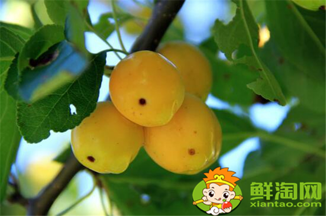 貼梗海棠果實(shí)可以吃嗎，貼梗海棠果實(shí)如何食用