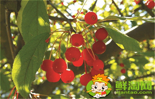 垂絲海棠果實什么時候成熟，垂絲海棠果實功效