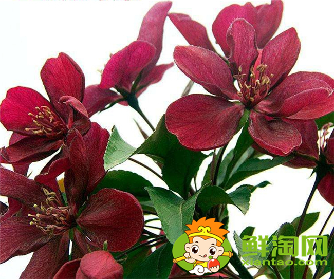 什么品種的北美海棠好看，北美海棠品種介紹圖片