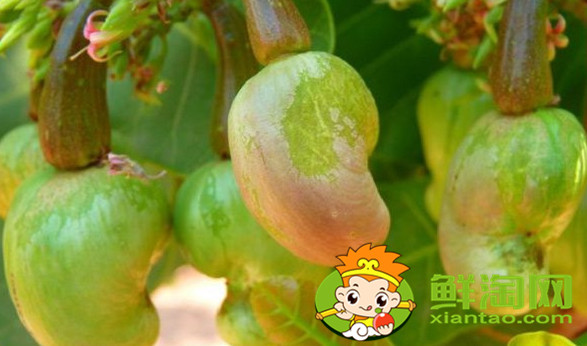 紫腰果和白腰果的區別，腰果白色的好還是花色品種好