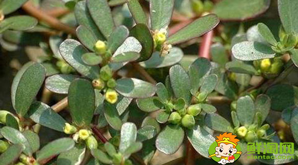 馬齒覓和馬齒莧一樣嗎，馬齒莧紅色好還是綠色好