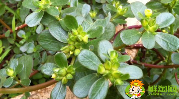 馬齒覓和馬齒莧一樣嗎，馬齒莧紅色好還是綠色好